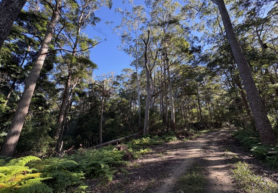 Noosa Gravel rides on the noosa trail network. smooth gravel road in tropical forest