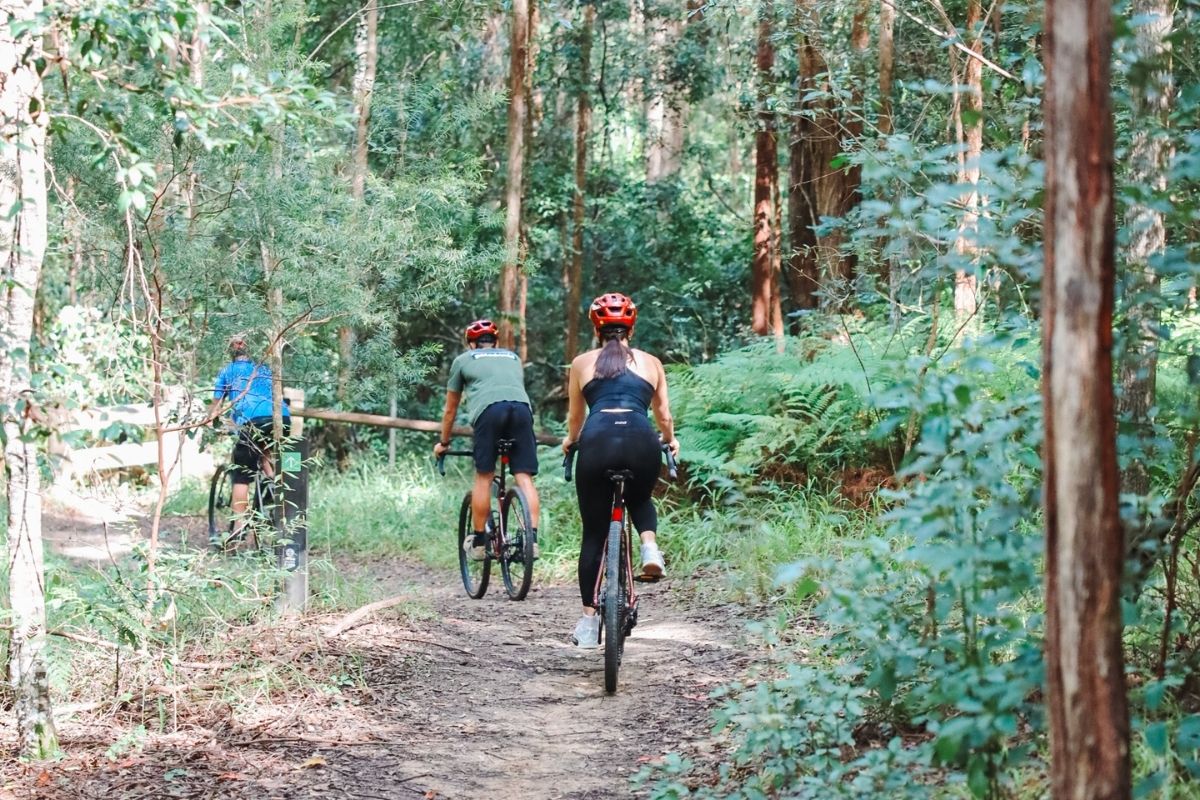 Cyclists riding through subtropical forest on a Noosa gravel route