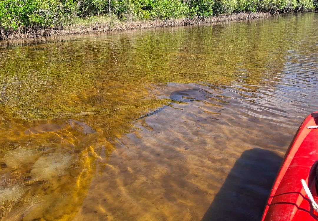 Kayak-Tours-By-Earth-&-Ocean-5