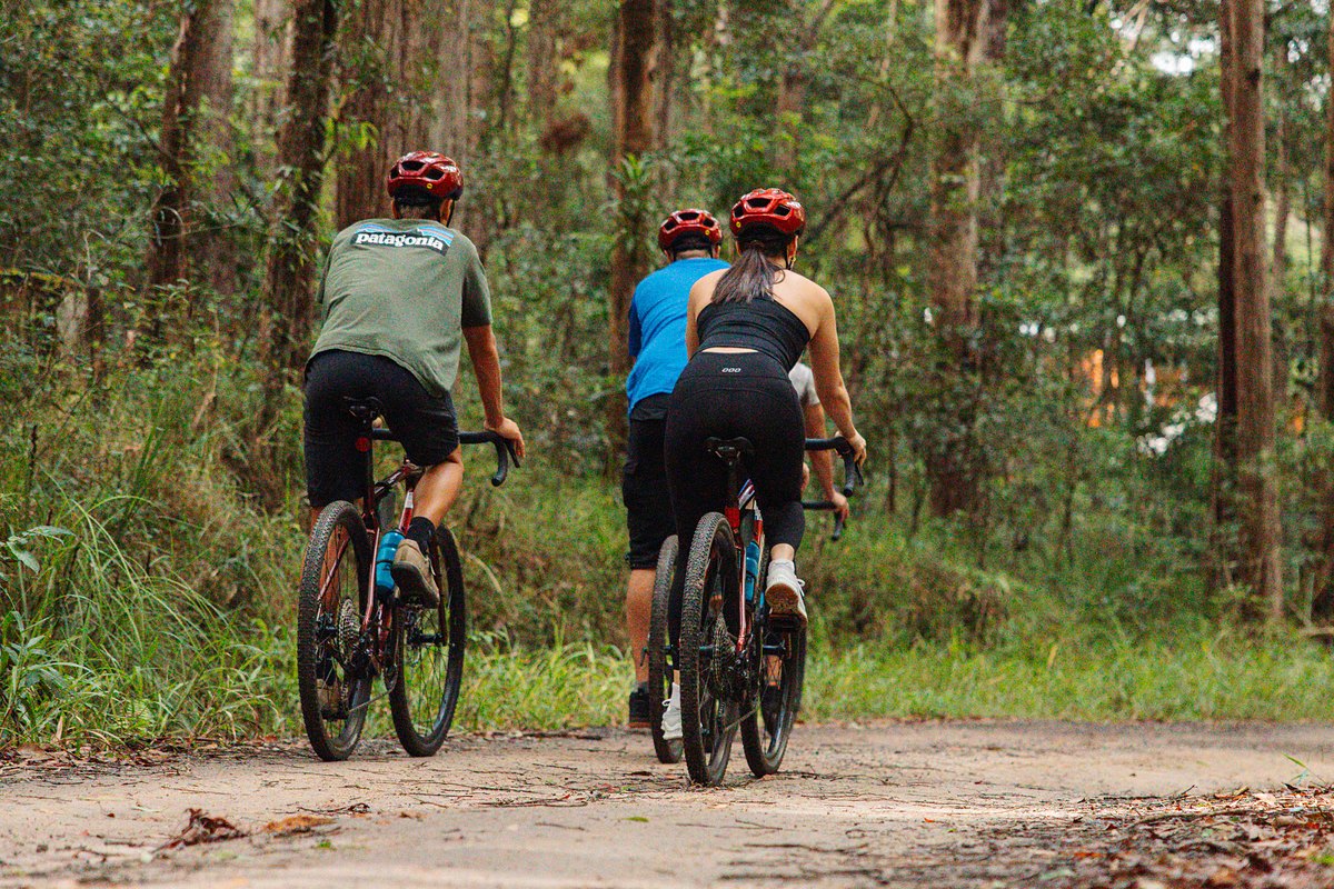 Three riders on gravel bikes heading down a forest gravel road under tall gums near Cooroy